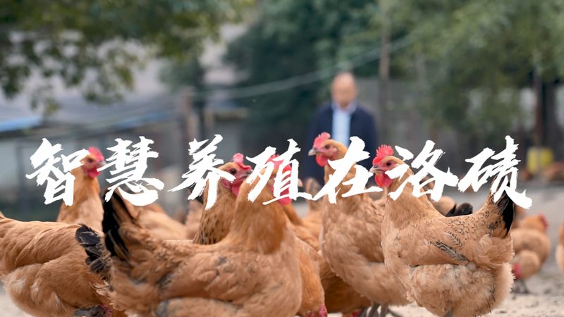 高保真聚合酶：精准合成，探索生命奥秘的利器