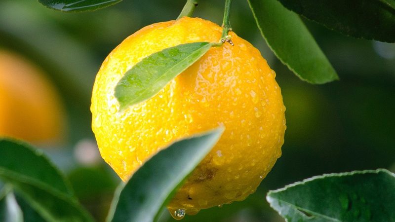 重组蛋白生物制品代工：揭秘其背后的关键流程**